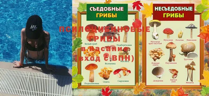 Галлюциногенные грибы Psilocybe Струнино